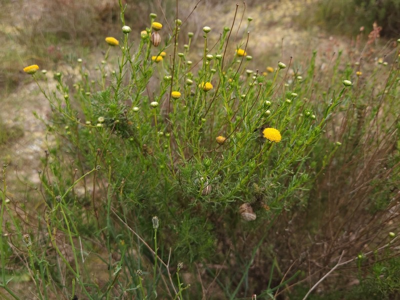 Santolina viscosa photo 6