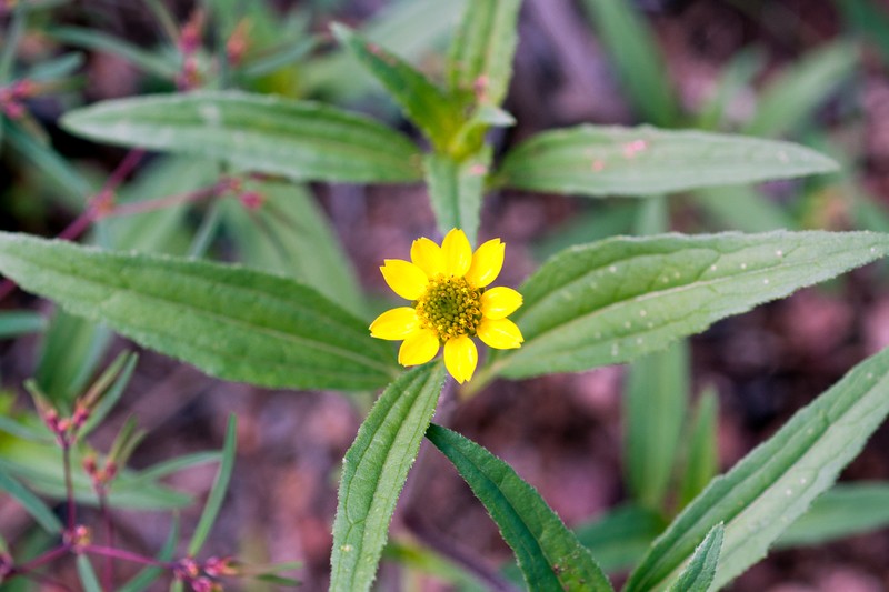Abert's Creeping Zinnia