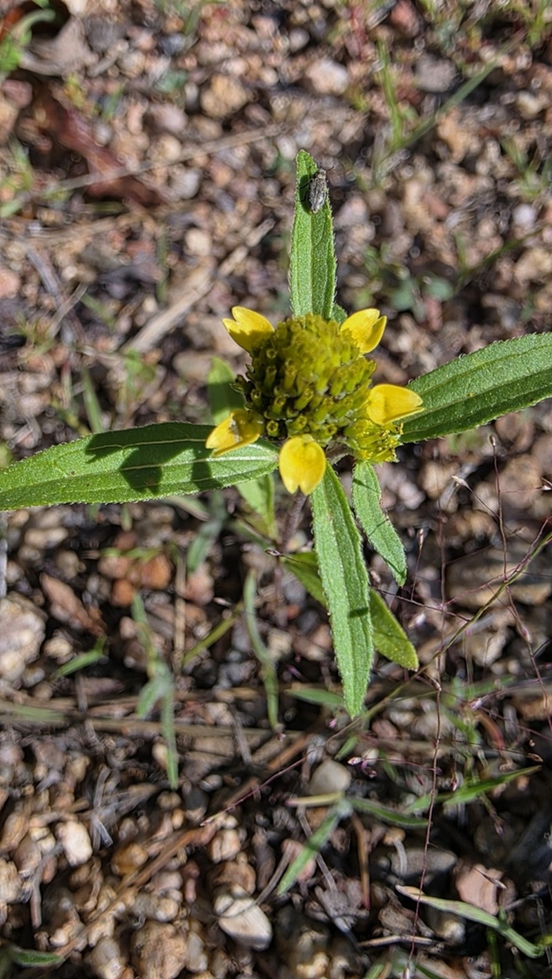 Abert's Creeping Zinnia photo 2