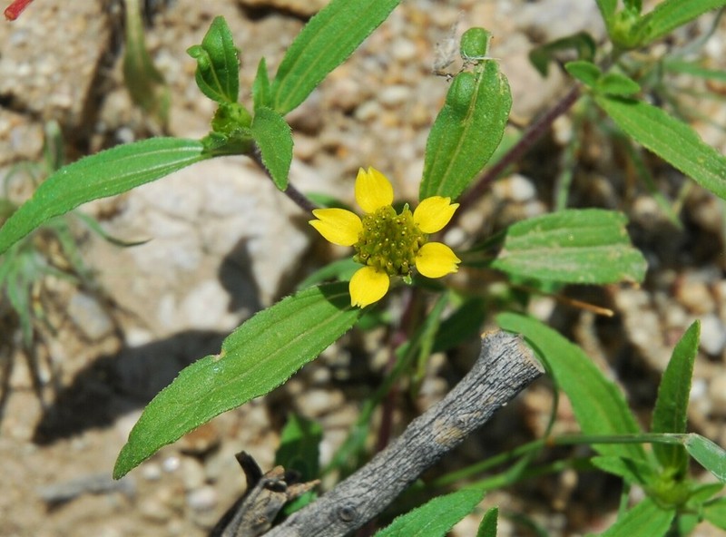 Abert's Creeping Zinnia photo 3