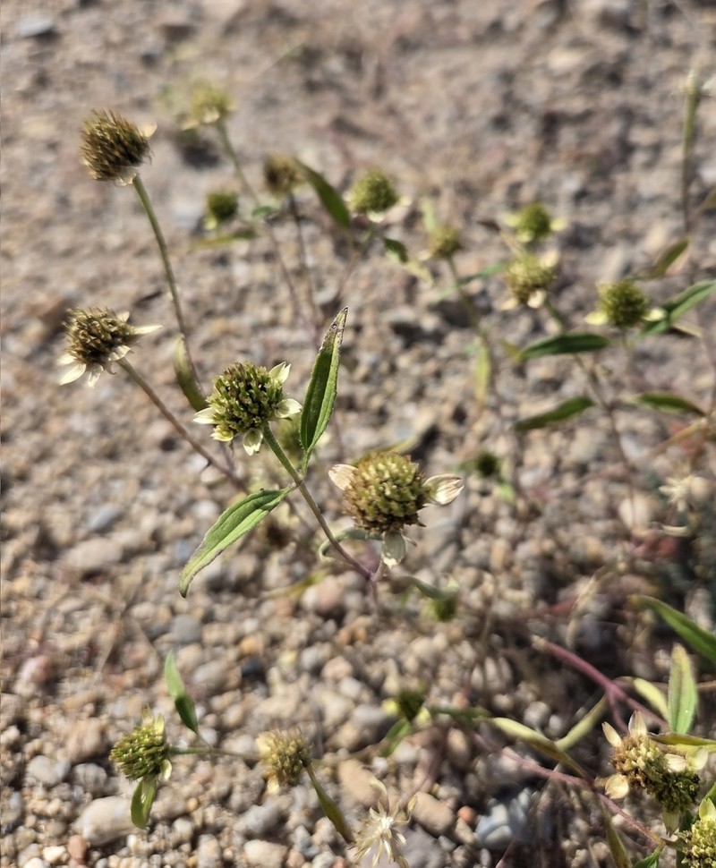 Abert's Creeping Zinnia photo 4