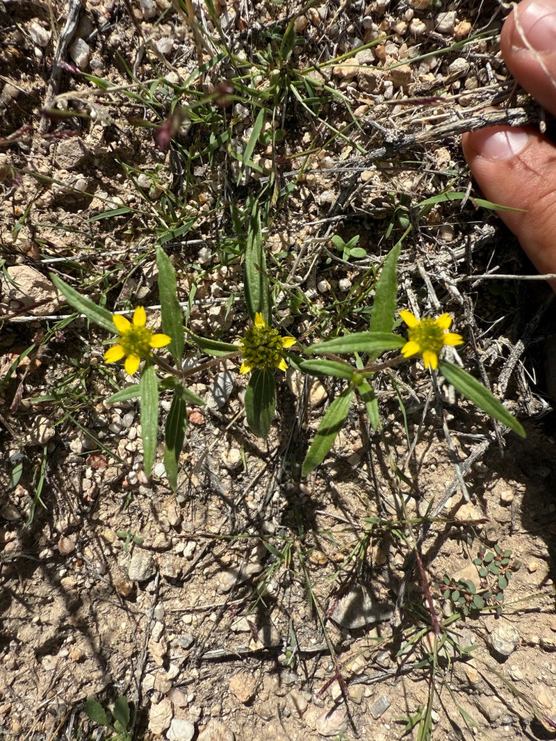 Abert's Creeping Zinnia photo 5