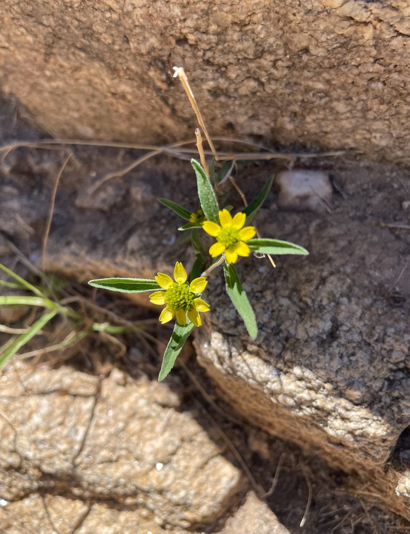 Abert's Creeping Zinnia photo 6
