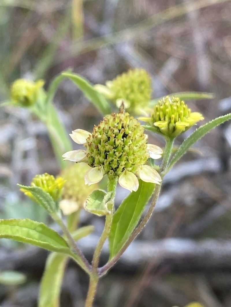 Abert's Creeping Zinnia photo 7