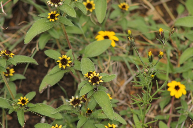 Sanvitalia angustifolia