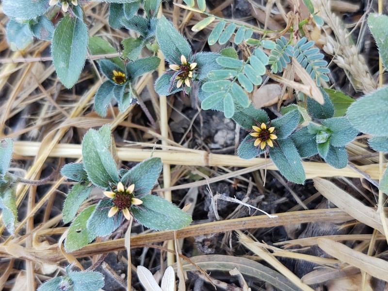 Sanvitalia angustifolia photo 2