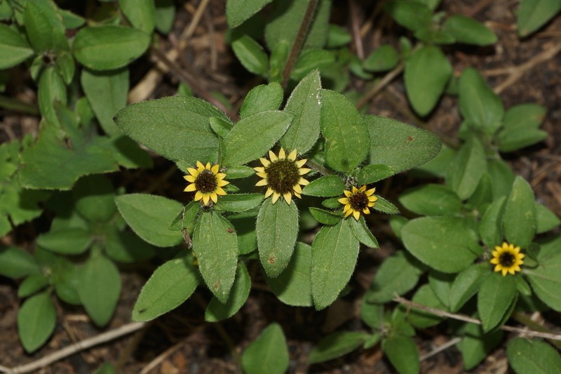 Sanvitalia angustifolia photo 3