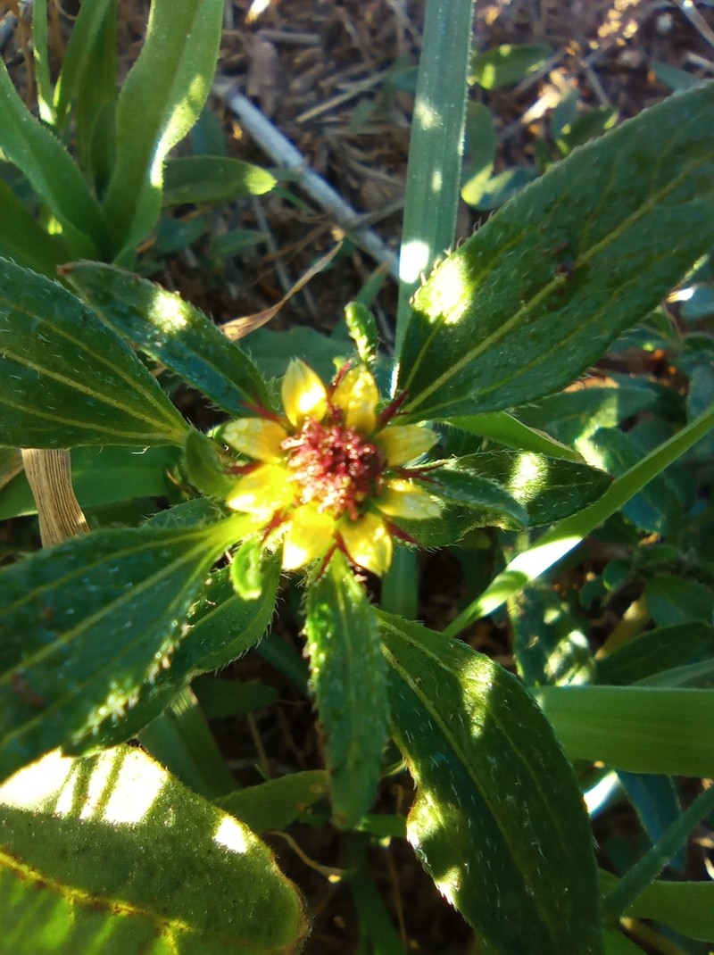 Sanvitalia angustifolia photo 4