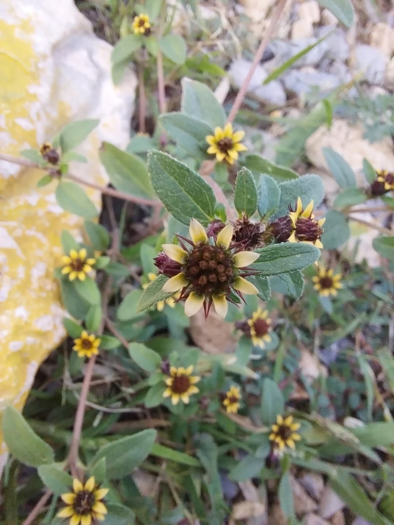 Sanvitalia angustifolia photo 5