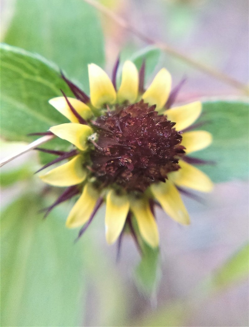 Sanvitalia angustifolia photo 6