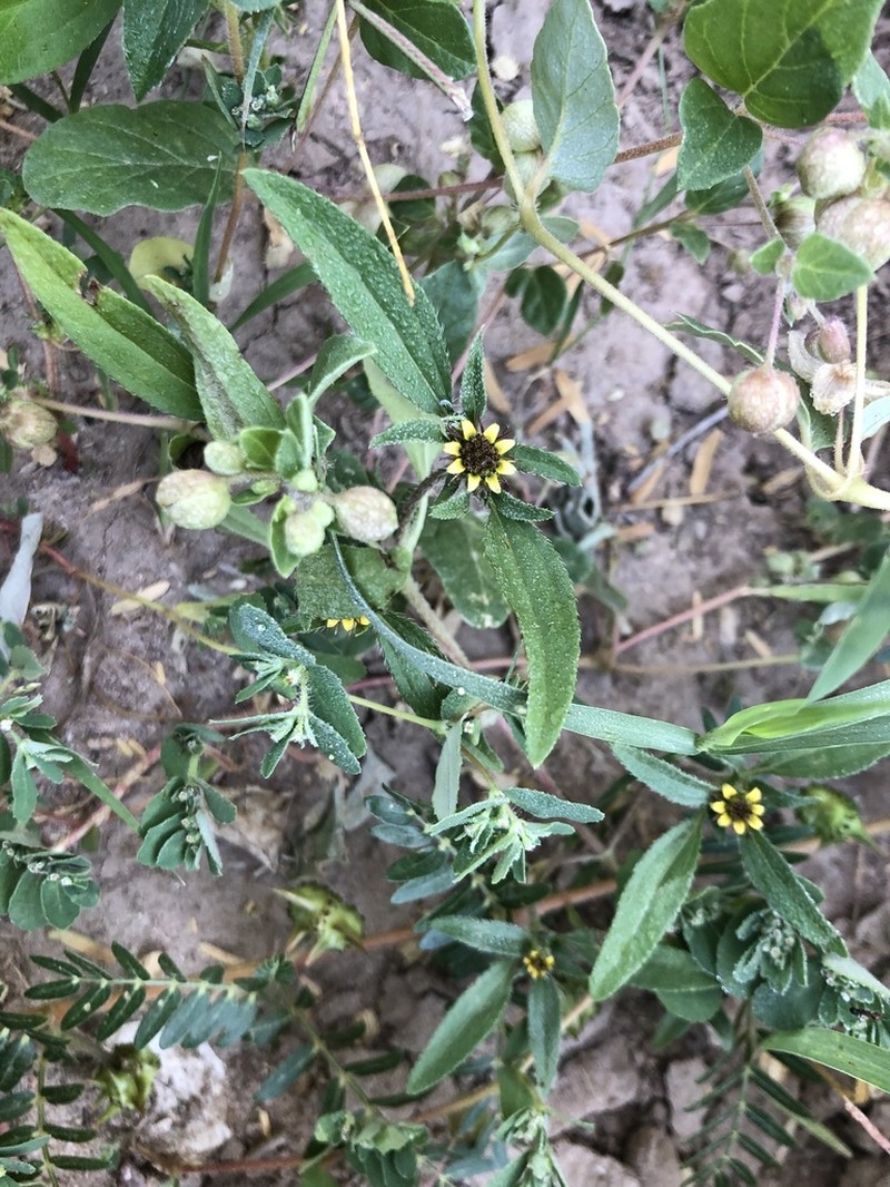 Sanvitalia angustifolia photo 7
