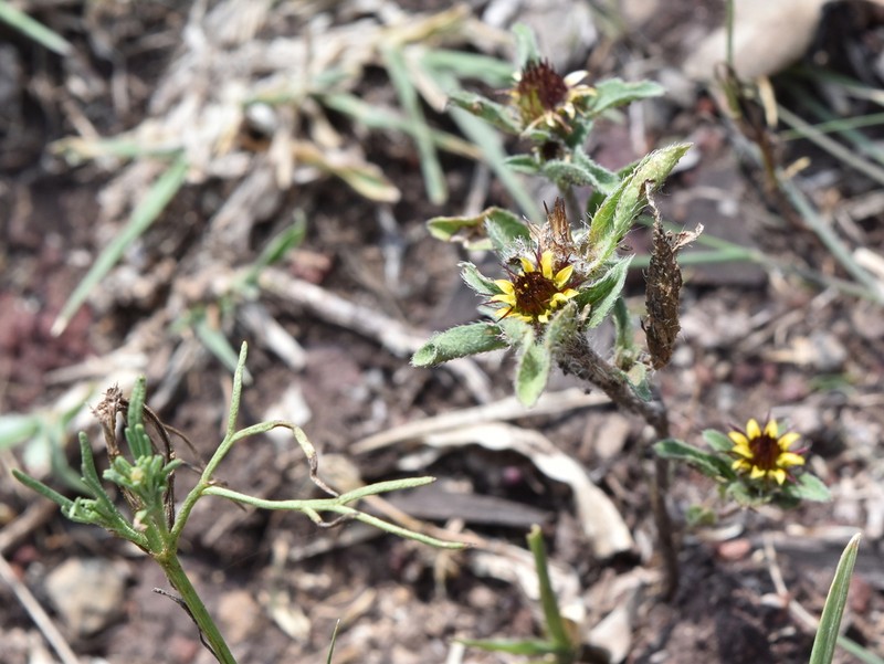 Sanvitalia angustifolia photo 8