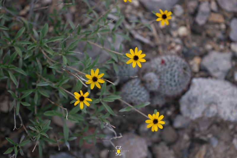 Sanvitalia fruticosa photo 2