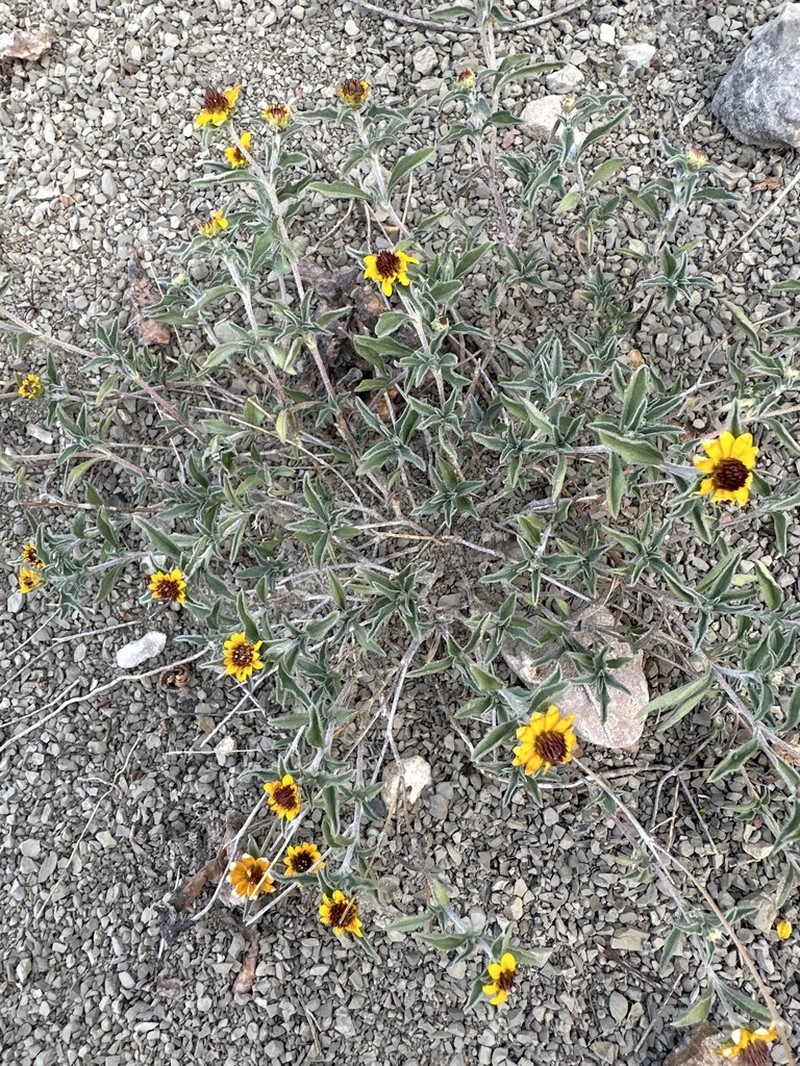 Sanvitalia fruticosa photo 3