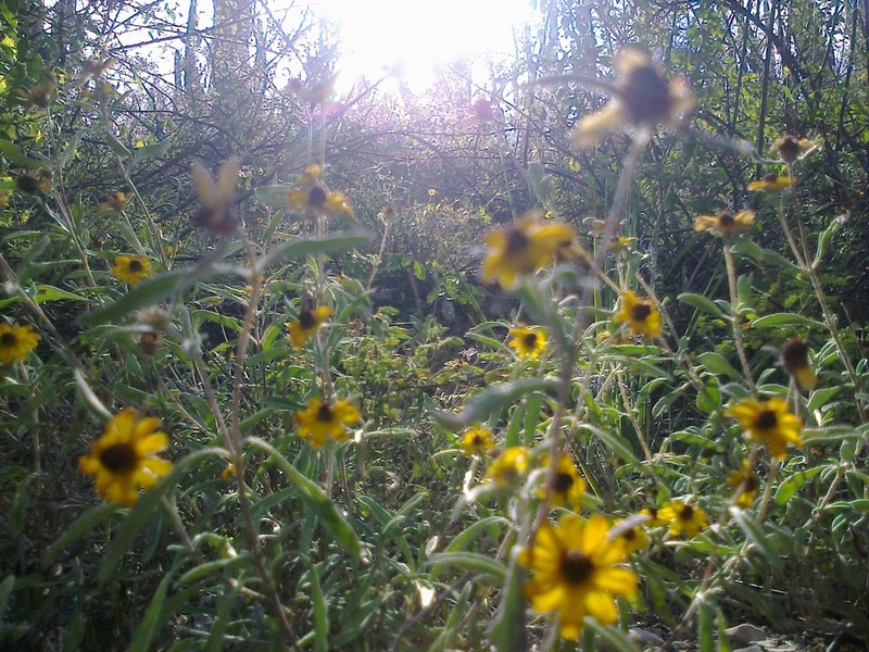 Sanvitalia fruticosa photo 4