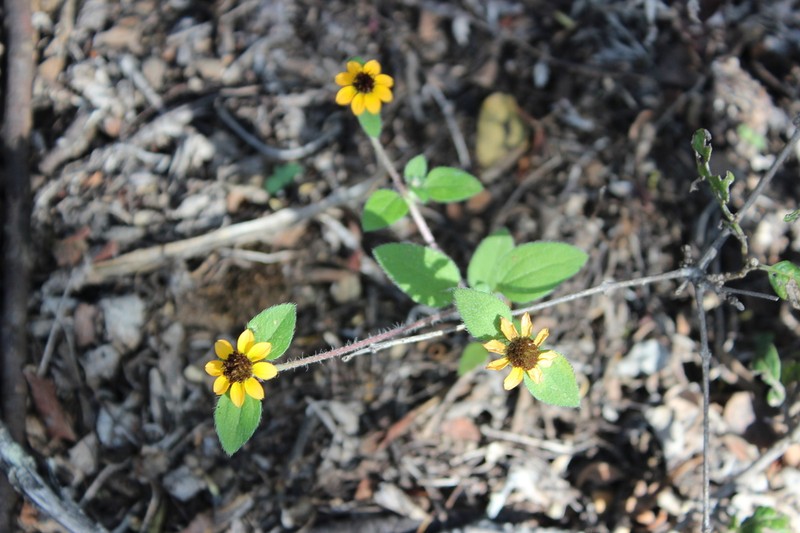 Sanvitalia fruticosa photo 5