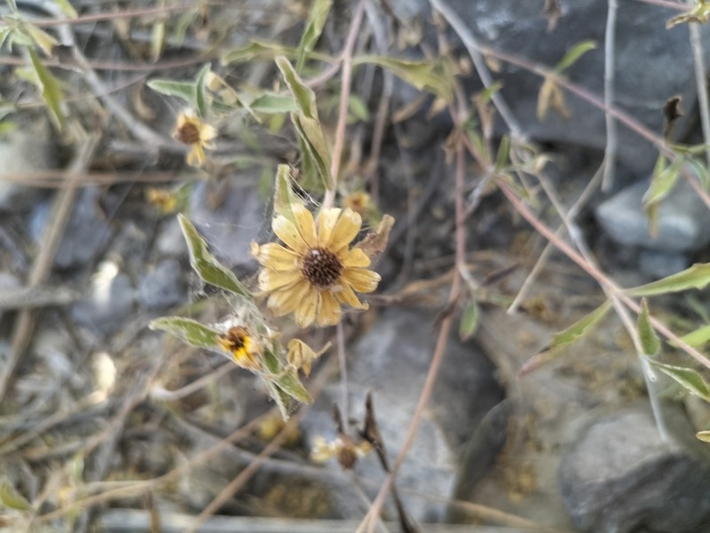 Sanvitalia fruticosa photo 6