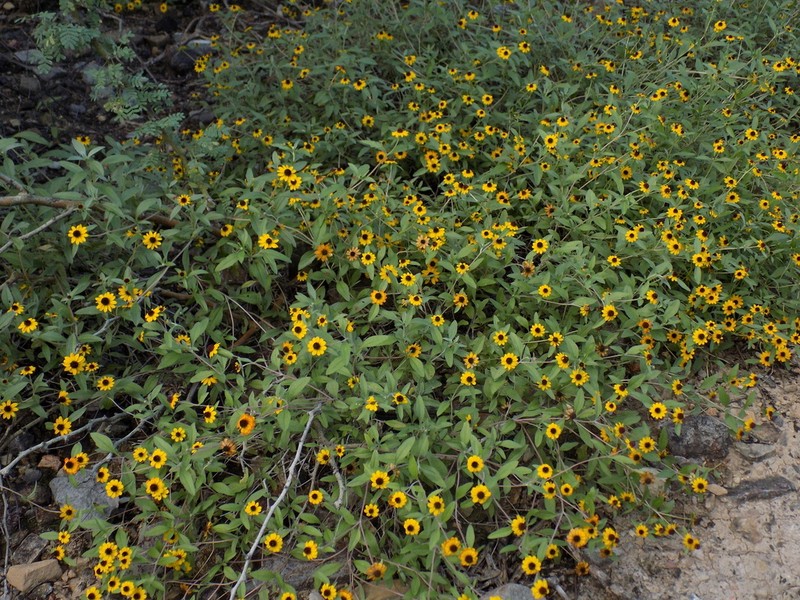 Sanvitalia fruticosa photo 7