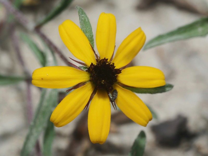 Sanvitalia fruticosa photo 8
