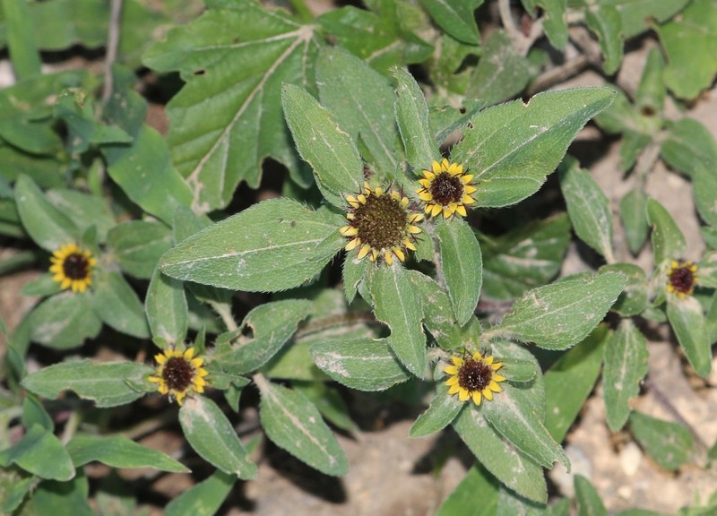 Yellow Creeping Zinnia