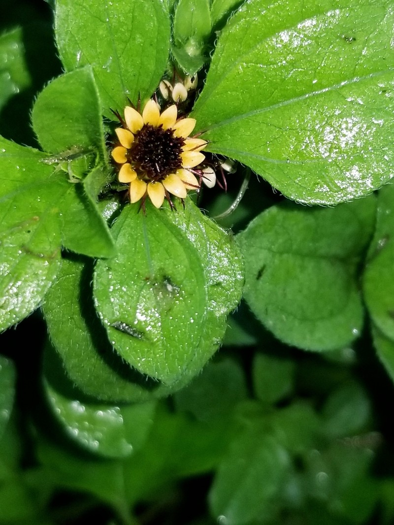 Yellow Creeping Zinnia photo 2