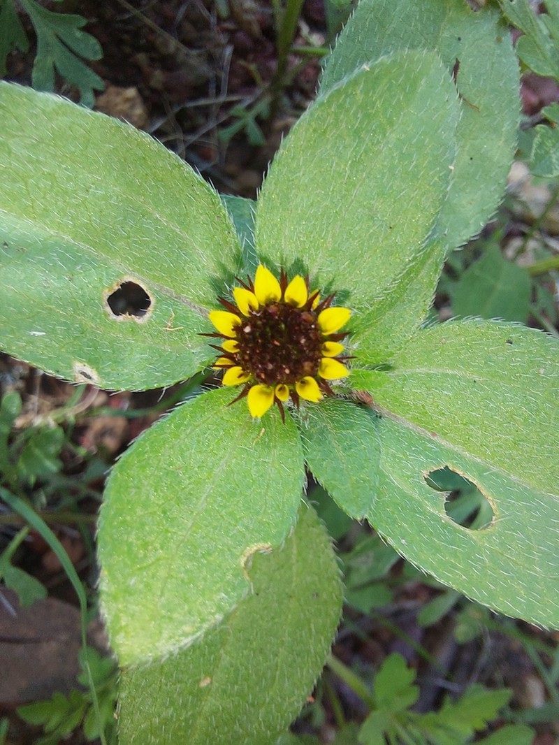 Yellow Creeping Zinnia photo 3