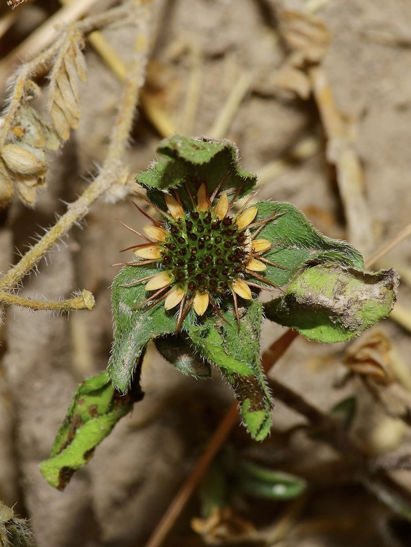 Yellow Creeping Zinnia photo 4