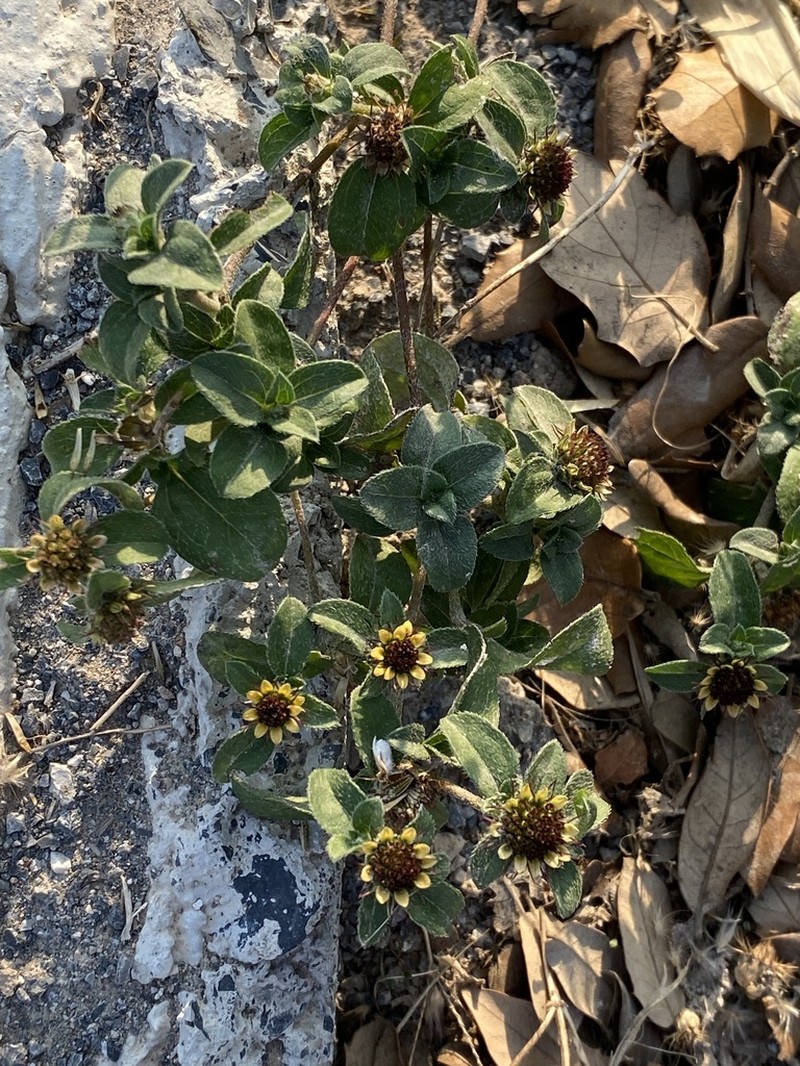 Yellow Creeping Zinnia photo 6