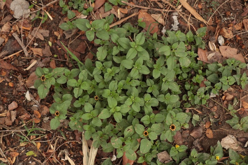 Yellow Creeping Zinnia photo 7