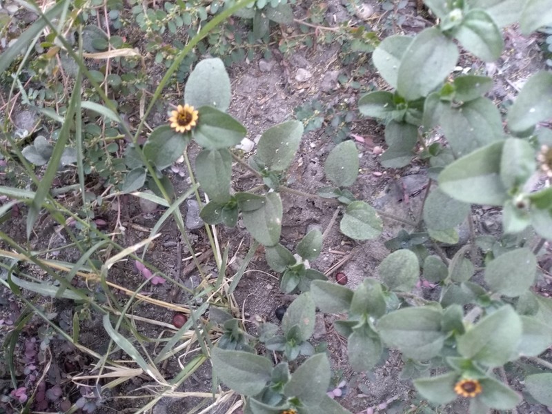 Yellow Creeping Zinnia photo 8