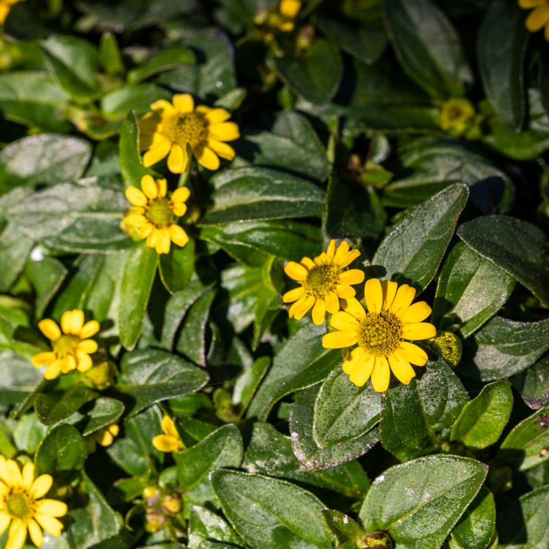 Mexican Creeping Zinnia photo 2