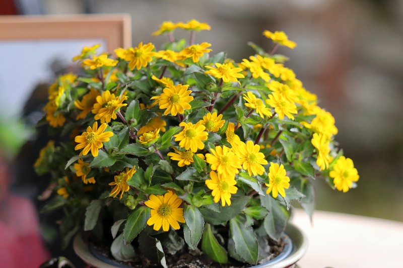 Mexican Creeping Zinnia photo 3