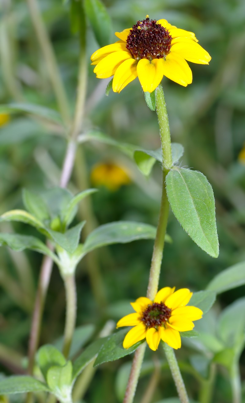 Mexican Creeping Zinnia photo 4