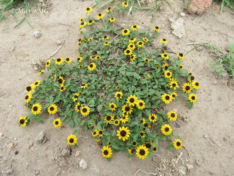 Mexican Creeping Zinnia photo 5