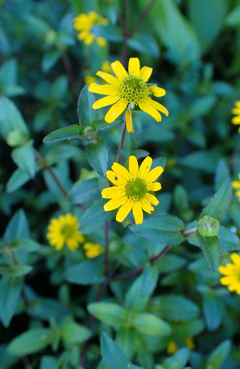 Mexican Creeping Zinnia photo 7