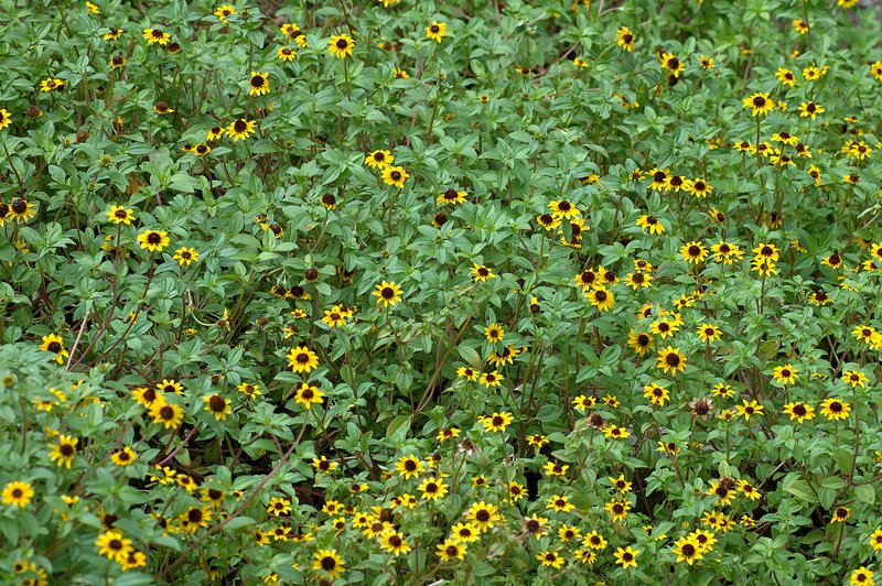 Mexican Creeping Zinnia photo 8