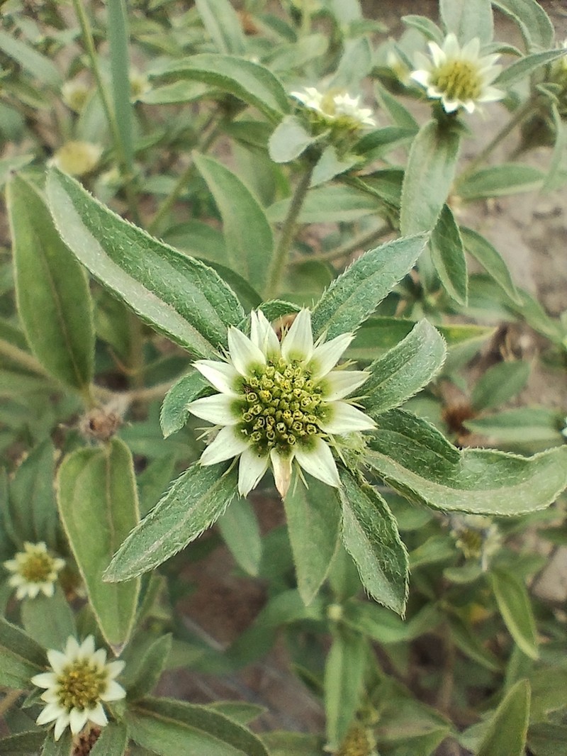Sanvitalia versicolor