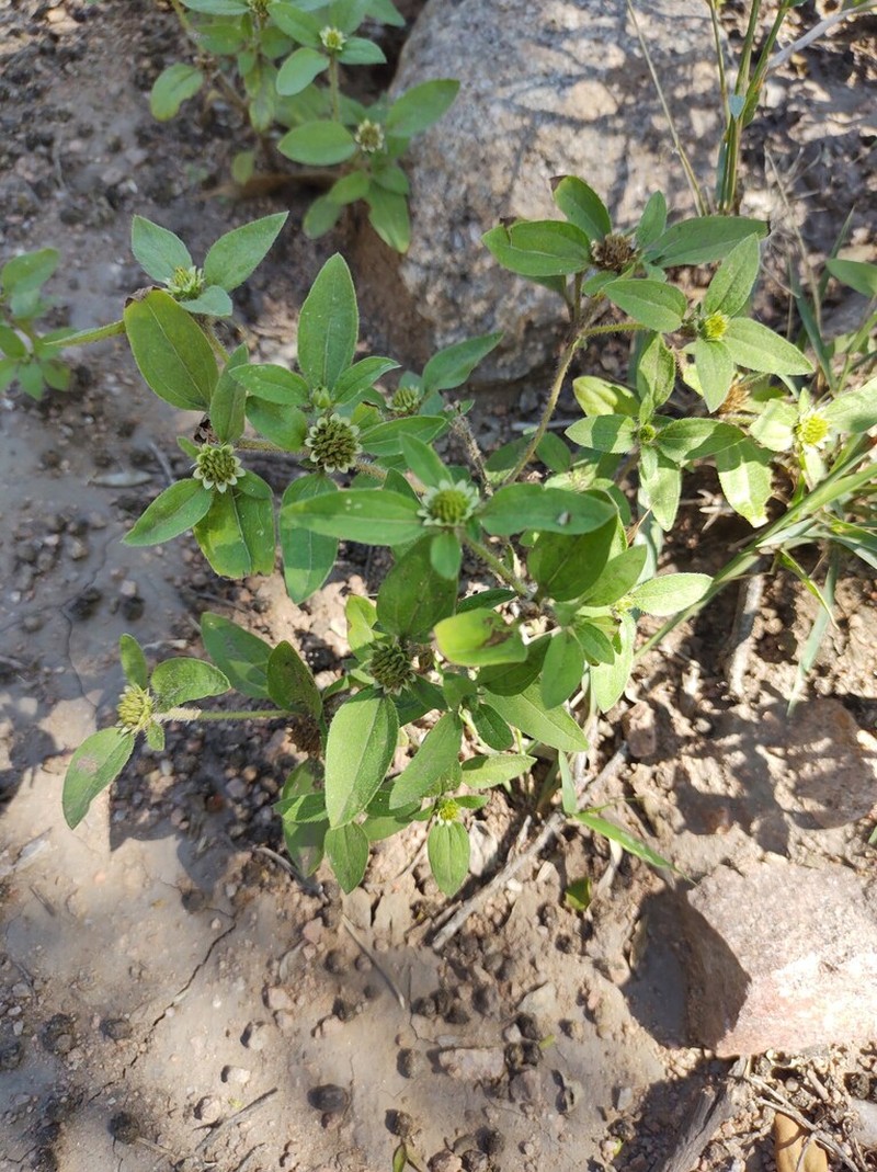 Sanvitalia versicolor photo 2