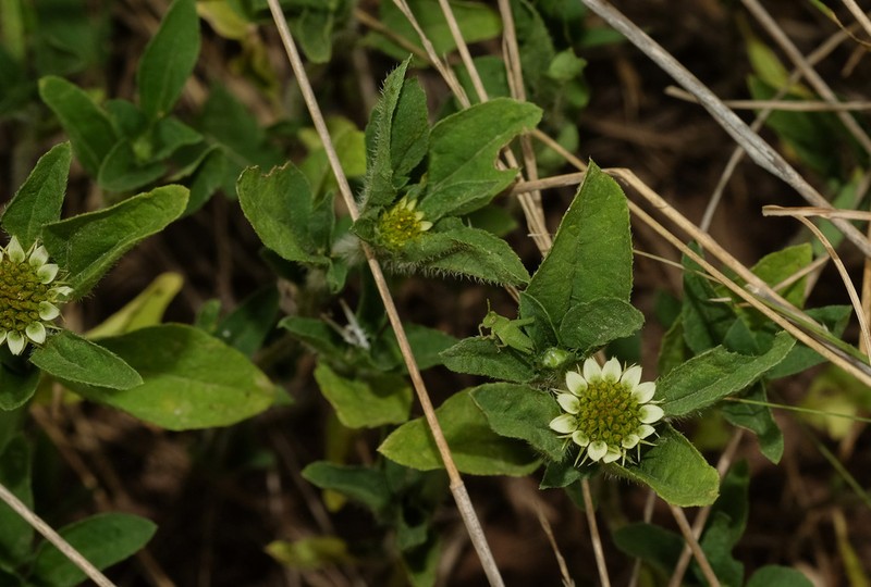 Sanvitalia versicolor photo 6