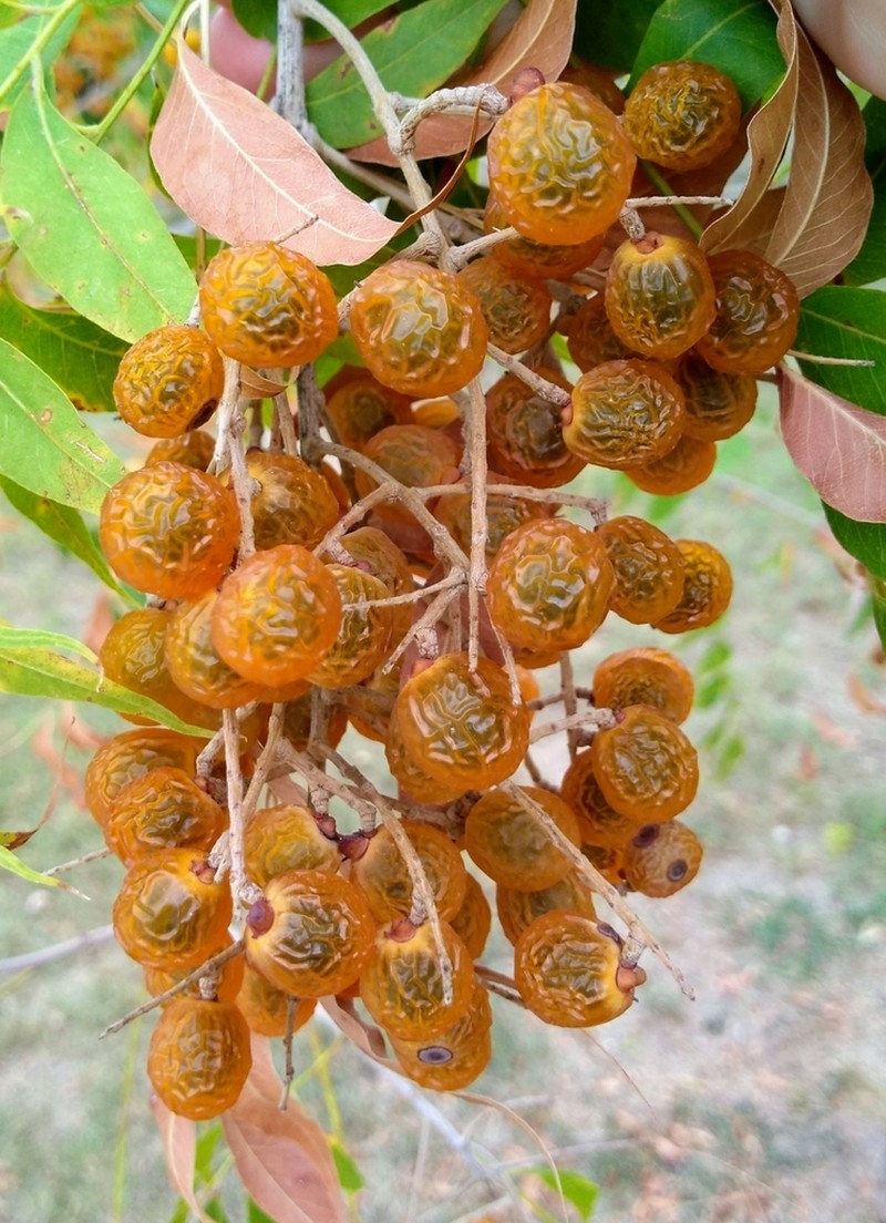 Sapindus drummondii