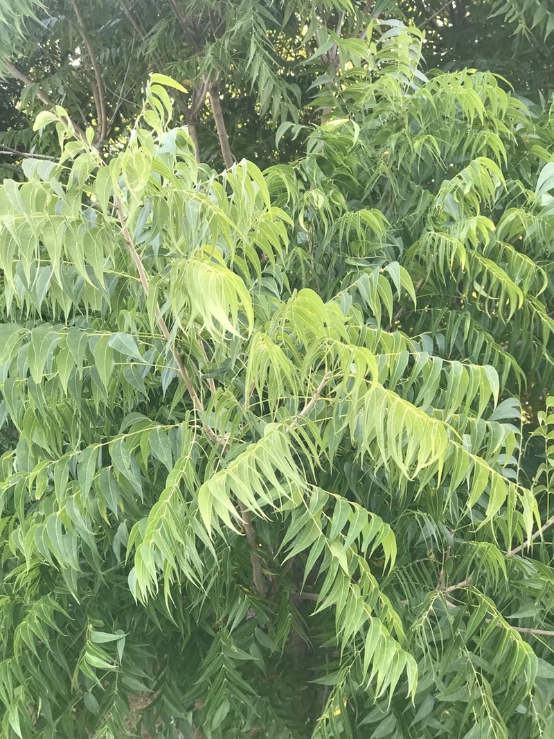 Sapindus drummondii photo 2