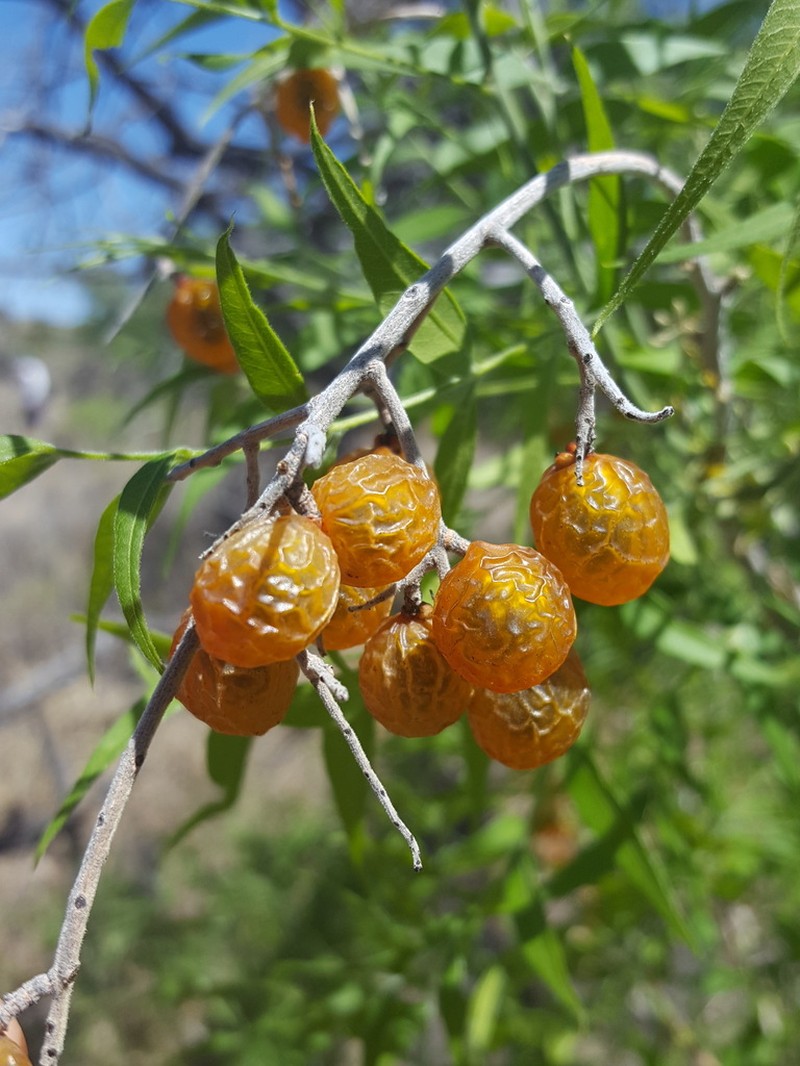 Sapindus drummondii photo 3