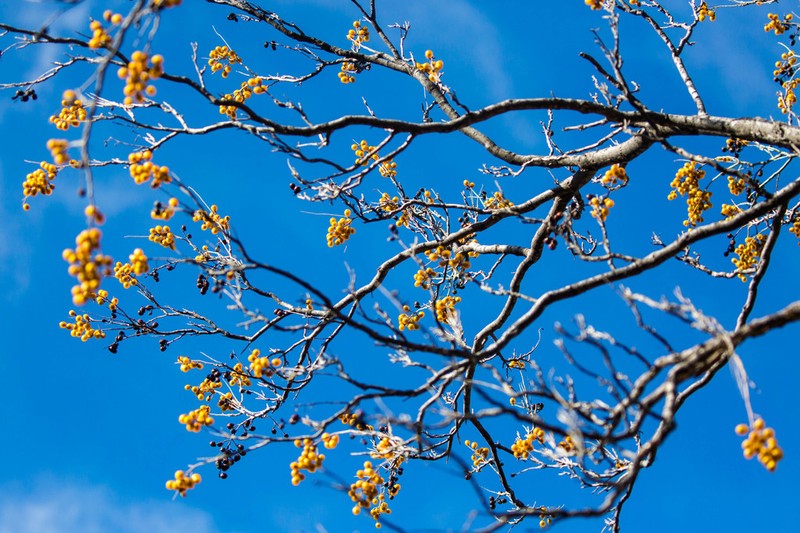Sapindus drummondii photo 4