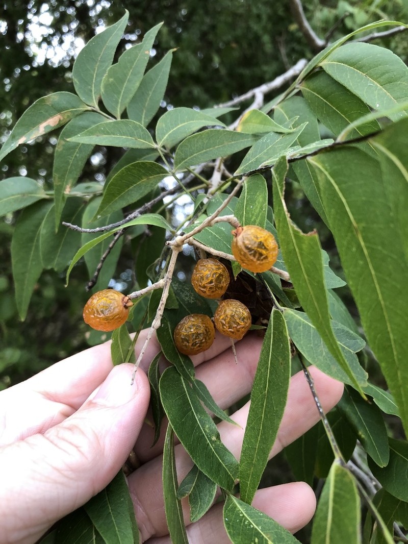 Sapindus drummondii photo 6