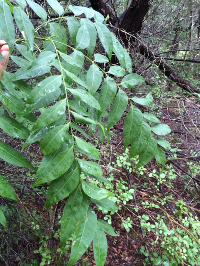 Sapindus drummondii photo 8
