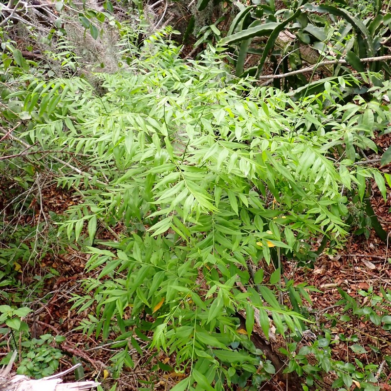 Sapindus marginatus photo 3
