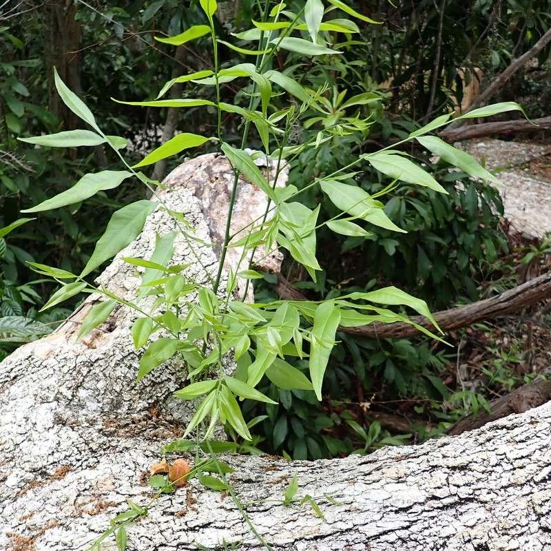 Sapindus marginatus photo 4