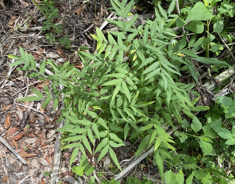 Sapindus marginatus photo 6