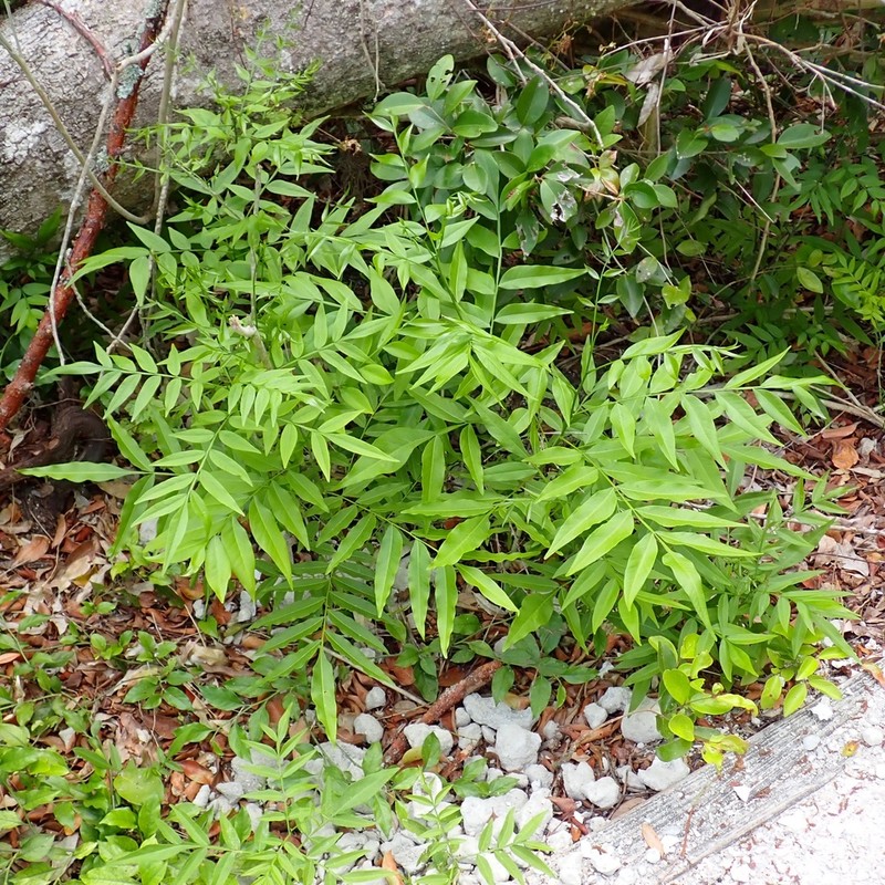 Sapindus marginatus photo 7