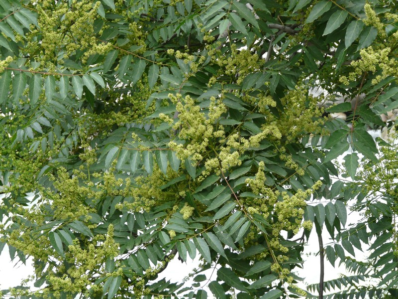 Chinese Soapberry photo 5